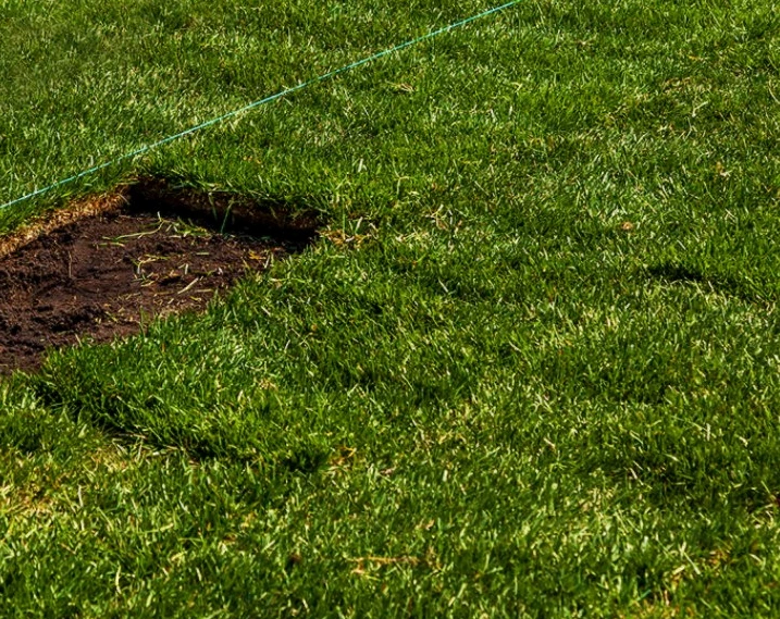 Fresh sod cut daily